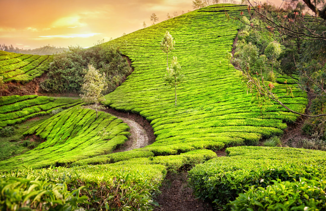 Munnar features 80,000 miles of tea plantation